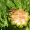 Lygus sp.